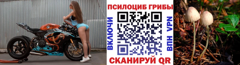 Псилоцибиновые грибы Psilocybine cubensis  Красавино 