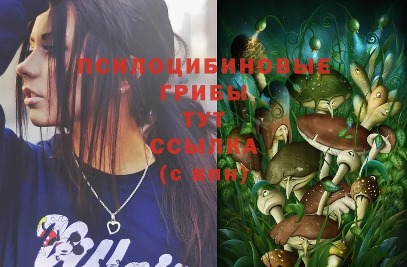 Галлюциногенные грибы Magic Shrooms  Красавино 